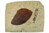 Fossil Leaf (Beringiaphyllum) - Montana #262378-1